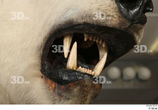 Mouth Teeth Bear Animal photo references