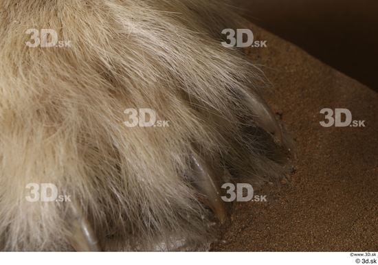 Foot Bear Animal photo references