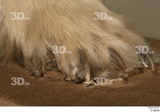 Foot Bear Animal photo references