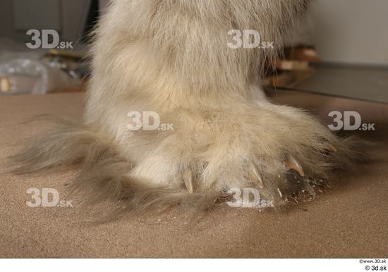 Foot Bear Animal photo references