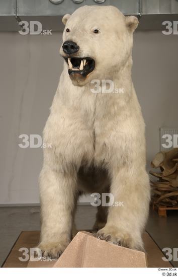 Whole Body Bear Animal photo references