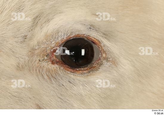 Eye Bear Animal photo references