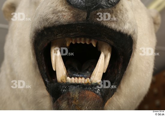 Mouth Teeth Bear Animal photo references