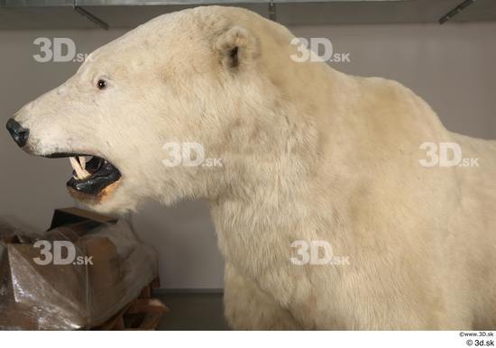 Head Bear Animal photo references