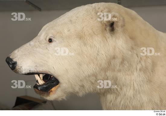 Head Bear Animal photo references