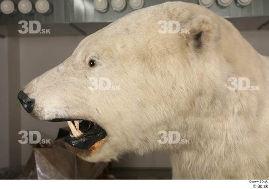 Head Bear Animal photo references