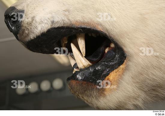 Mouth Teeth Bear Animal photo references
