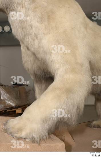 Leg Bear Animal photo references