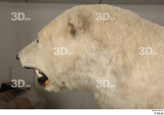 Head Bear Animal photo references