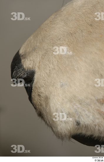 Nose Bear Animal photo references