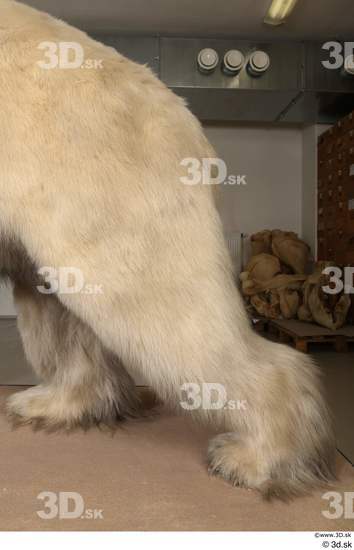 Leg Bear Animal photo references