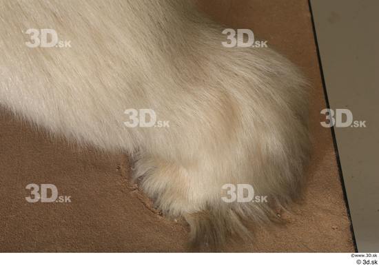 Foot Bear Animal photo references