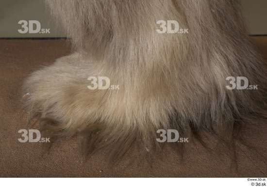 Foot Bear Animal photo references