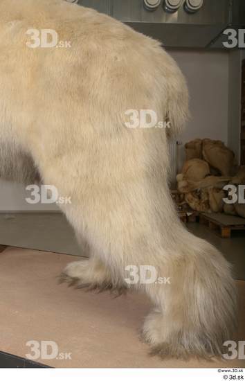 Leg Bear Animal photo references