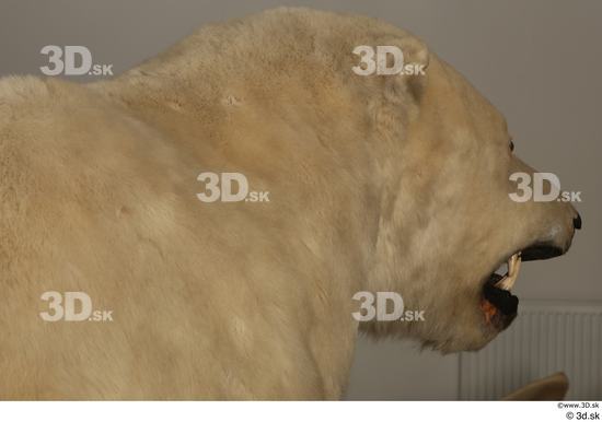 Neck Head Bear Animal photo references