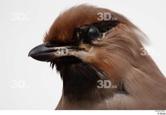 Head Bird Animal photo references