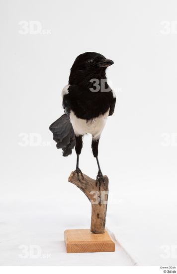 Whole Body Bird Animal photo references