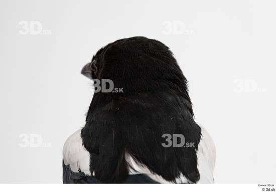 Head Bird Animal photo references