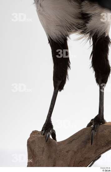 Leg Bird Animal photo references