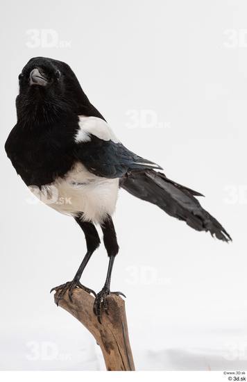 Whole Body Bird Animal photo references