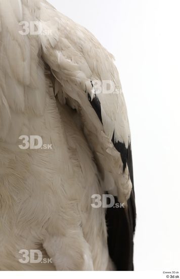 Chest Bird Animal photo references