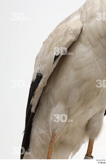 Chest Bird Animal photo references