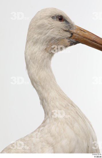 Neck Head Bird Animal photo references