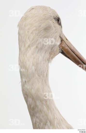 Neck Head Bird Animal photo references