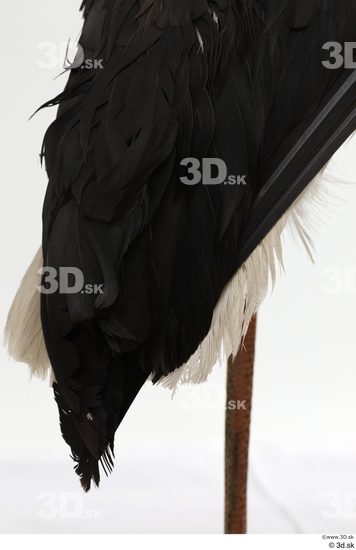 Leg Tail Bird Animal photo references