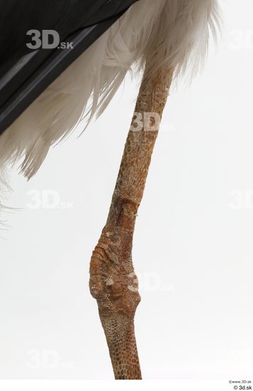 Leg Bird Animal photo references