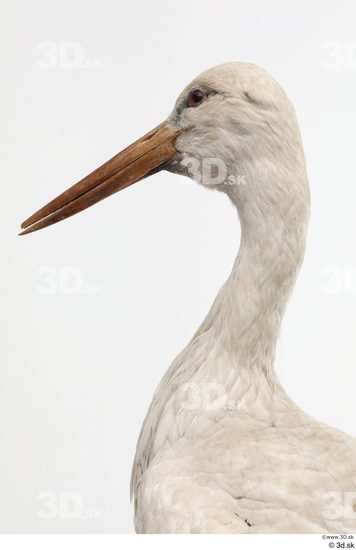 Neck Head Bird Animal photo references