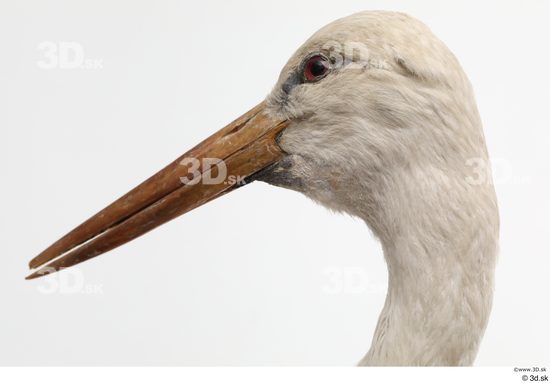 Head Bird Animal photo references