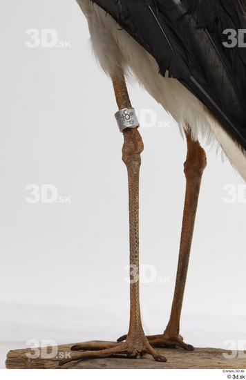 Leg Bird Animal photo references