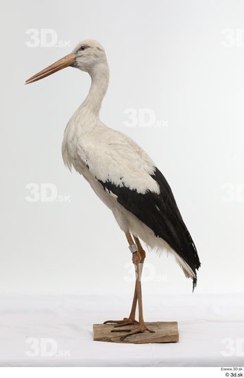 Whole Body Bird Animal photo references