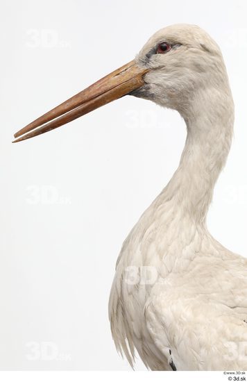 Neck Head Bird Animal photo references