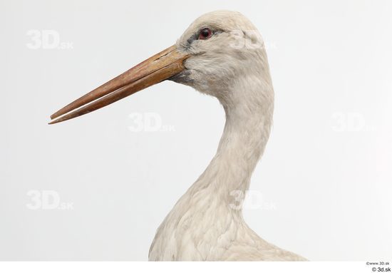 Neck Head Bird Animal photo references