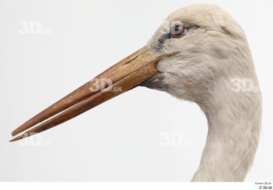 Head Bird Animal photo references