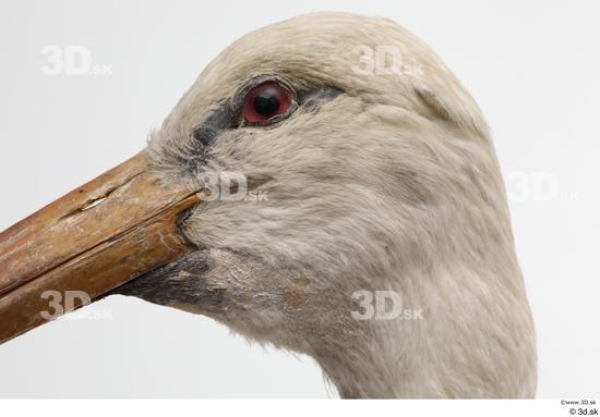 Head Bird Animal photo references