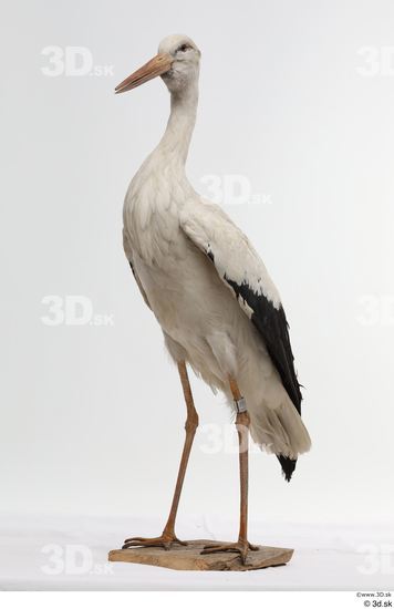 Whole Body Bird Animal photo references