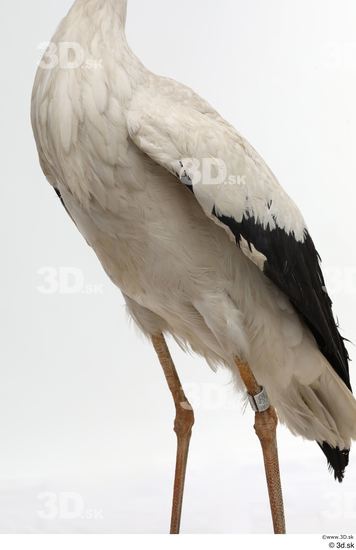 Chest Bird Animal photo references