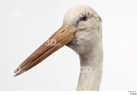 Head Bird Animal photo references