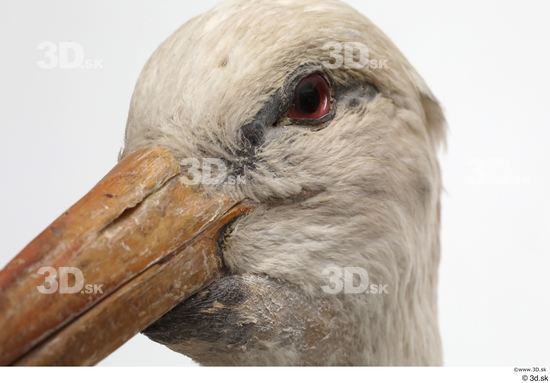 Head Bird Animal photo references