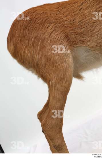 Leg Deer Animal photo references