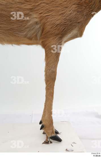 Leg Deer Animal photo references