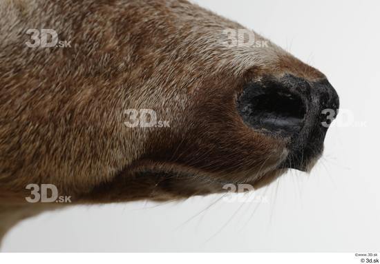 Mouth Nose Deer Animal photo references