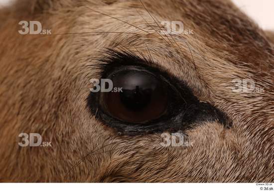 Eye Deer Animal photo references