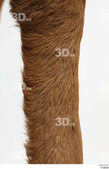 Leg Deer Animal photo references