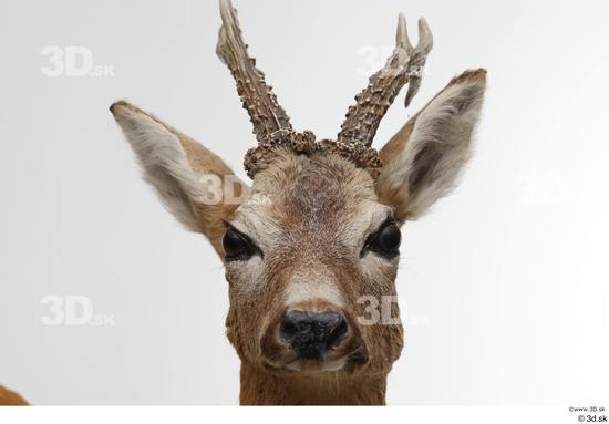 Head Deer Animal photo references