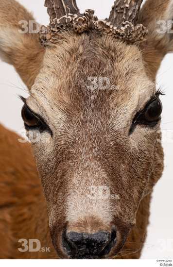 Nose Head Deer Animal photo references