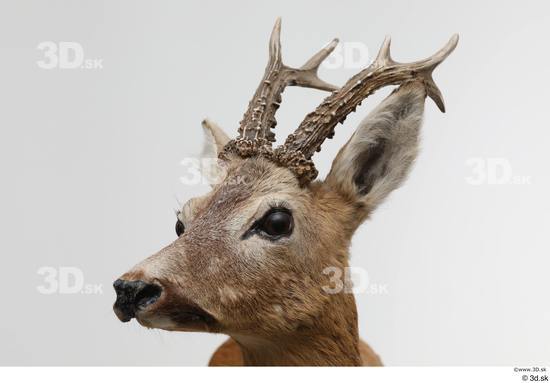 Head Deer Animal photo references